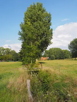 Roborst (België)